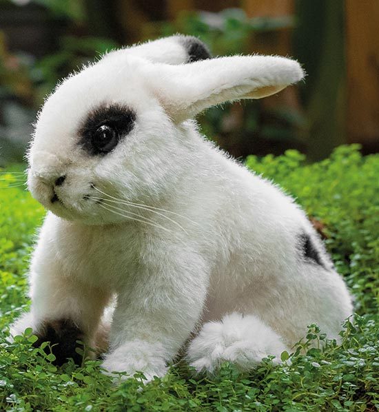 Kaninchen Flecki, weiß / Kösen